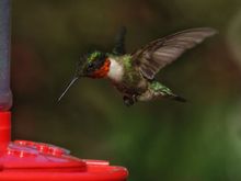 Male ruby-throated hummer