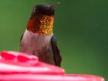 Ruby throated hummer with an orange throat when the light hits it just right.