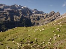 Where are we, Switzerland? This 'Meadow of the Corders' is favoured by local shepherds. Wonder what they pay for their trained sheepdogs?