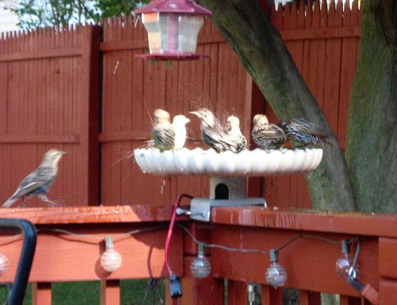 Kids in one of the pools! LOL