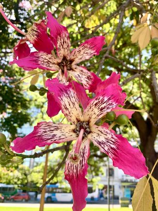 Up close look at its flower
