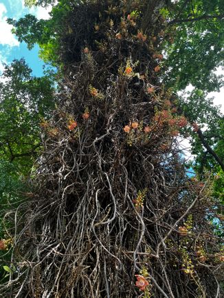 Foster Gardens, one of many fascinating trees!