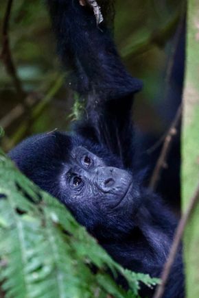 clearly watching baby to make sure they were ok.