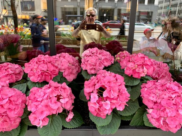 Hey who is that in the reflection? Beautiful flower boxes along Michigan Avenue.  