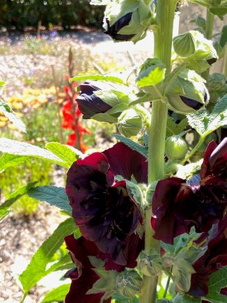 I was playing with the focus with the sun in my eyes.....