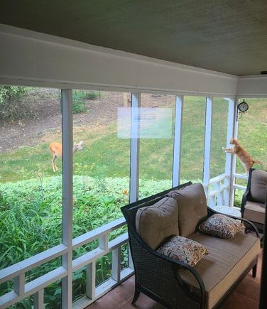 This is titled “Cat vs Deer.”  You may have to enlarge it. Somebody is defending his turf.  That’s a TV reflection in the picture, unavoidable as the important thing was to capture the orange warrior. 