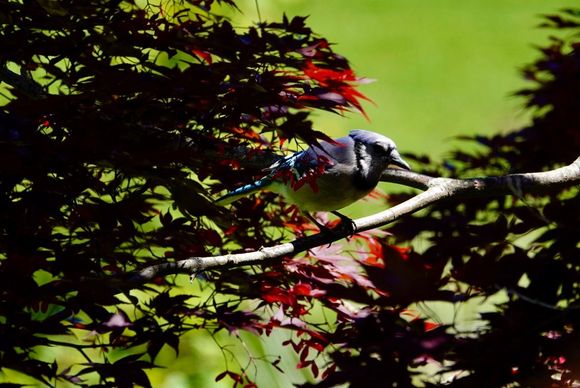 Bluejay 