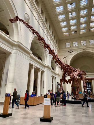 Largest dinosaur on earth to date. Discovery in 2010. 