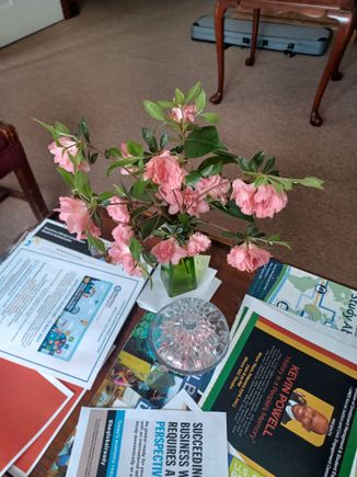 From my blooming 2 months early azaleas.