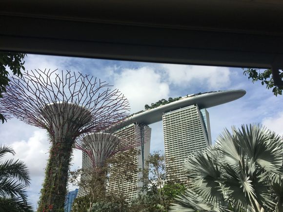 Artificial trees and Marina Sands  hotel