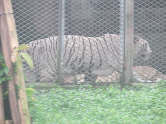 White Siberian Tiger  you don't want to get near him.!  