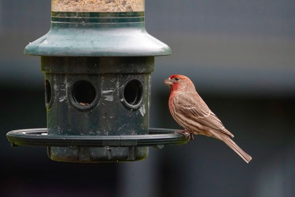 Bonus pic of a male House finch looking very red.