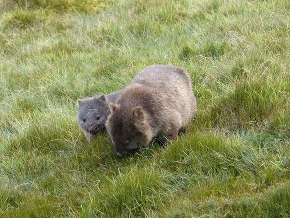 Wombats 