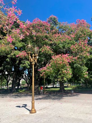 Beautiful tree