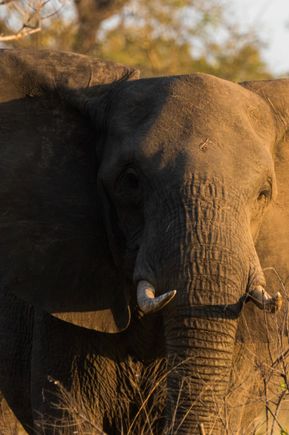Nice tusks