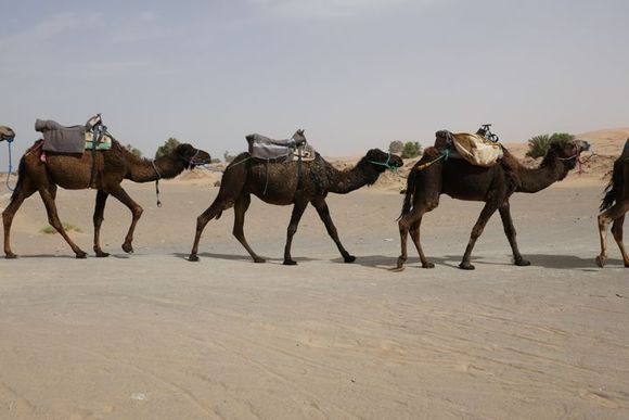 Camels at the edge of the dunes