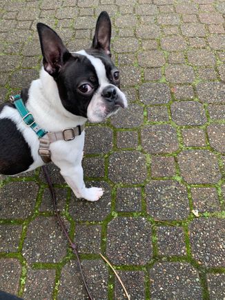 “I shall plan for you. I have access to the human servant’s guidebooks. I am an excellent judge of ice cream stops and I have hygiene and energy of a fifth grade boy, so I understand your demographic. I only require dried fish chews and the occasional dropped piece of popcorn or broccoli as payment.”

