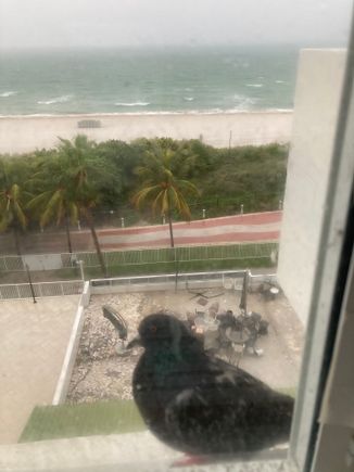 We had someone sheltering with us off and on today.