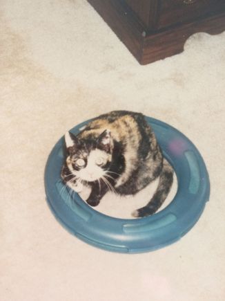 Sally cat sitting in her ring toy