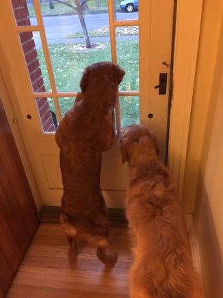 These girls are convinced every trick or treater is coming to see them, and they’re excited! 
