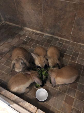 My sister got a rabbit and it had babies. They babies eventually went back to the breeder she got the rabbit from.