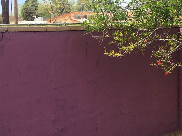 Here’s a glimpse of our newly painted garden wall tith a branch  of pomegranate which just started to bloom.