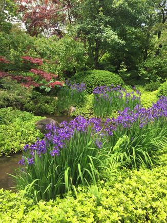 The Japanese Gardens where I volunteer. So peaceful 