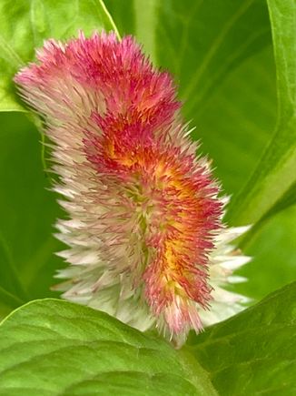 fan-shaped celosia 