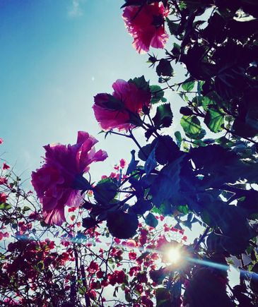 bougainvillea and hibiscus