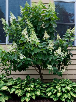 Hydrangea shrub surrounded by Striptease hostas