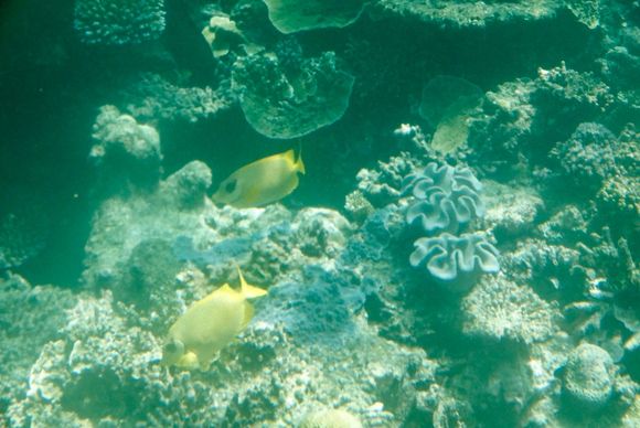 Butterfly fish, I think.