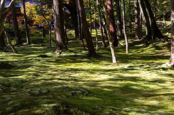 Kokedera Moss Temple