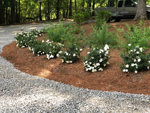 The flowering gardenias along the front drive attest to the power of drip irrigation.