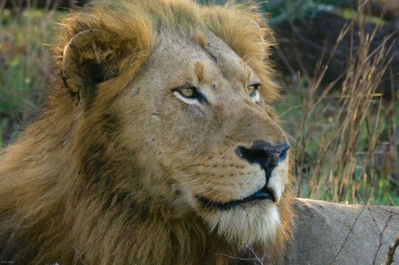 And still King of the jungle