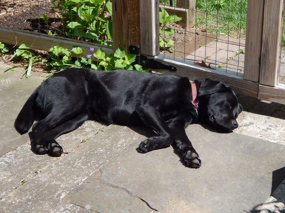 Our Rosie, basking in the sun.