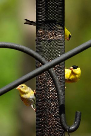 Feeding frenzy!