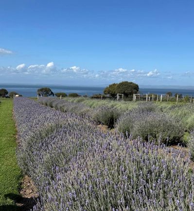 So surprised to see lavender on Churchill Island!