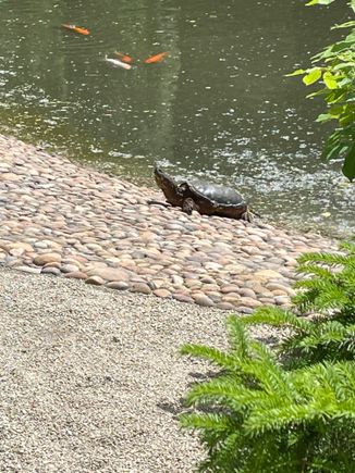 I made a new friend this week!! I was sitting on a bench talking with a friend and we looked up to see this big guy coming at us. Yikes!!! Big old snapper.  
