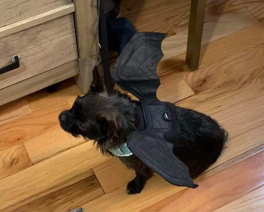 Kaylee the bat dog.