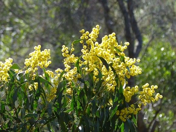 Wattle
