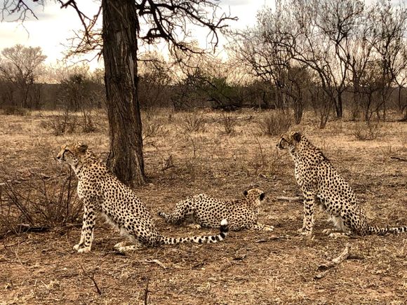 Cheetahs on our African Safari