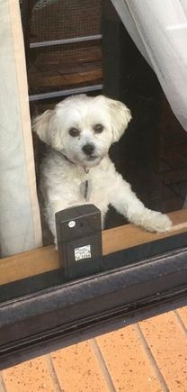 Looking for happy shots for this sobering thread..

Madam letting me know she saw my walking shoes on and she wanted to come...