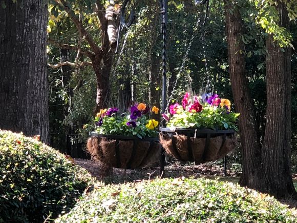 Very lucky the garden center had eight of these