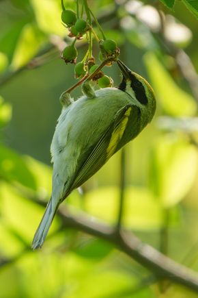 Golden-winged Warbler