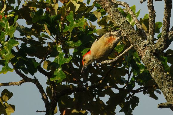 Red-bellied woodpecker
