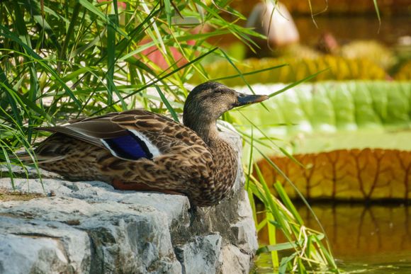 Tower Grove Park, female mallard