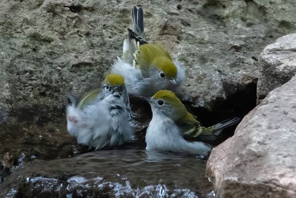 Rub a dub dub, 3 young Chestnut-sided warblers in a tub!