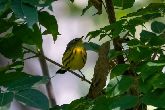 Magnolia warbler