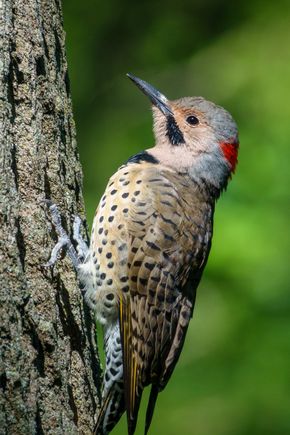 Northern flicker