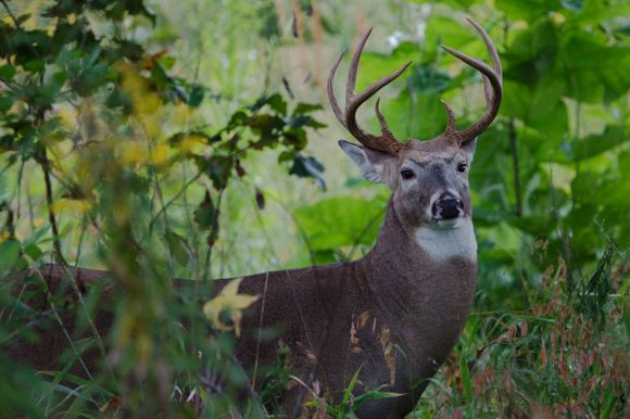 ziggy, you know it's not deer season yet, so leave this 8-pointer be.